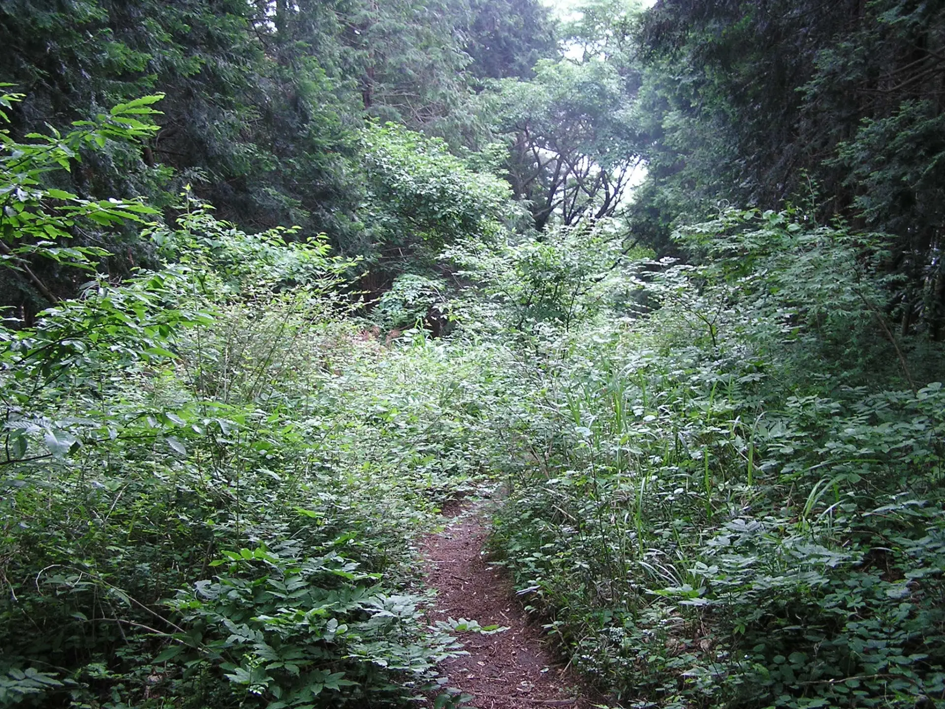 大垂水峠へ向かう道