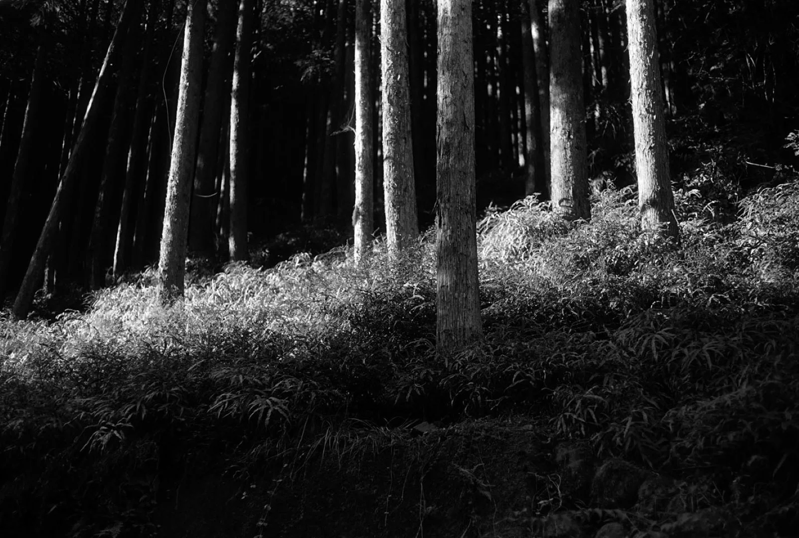 KONICA MINOLTA PAN 100作例