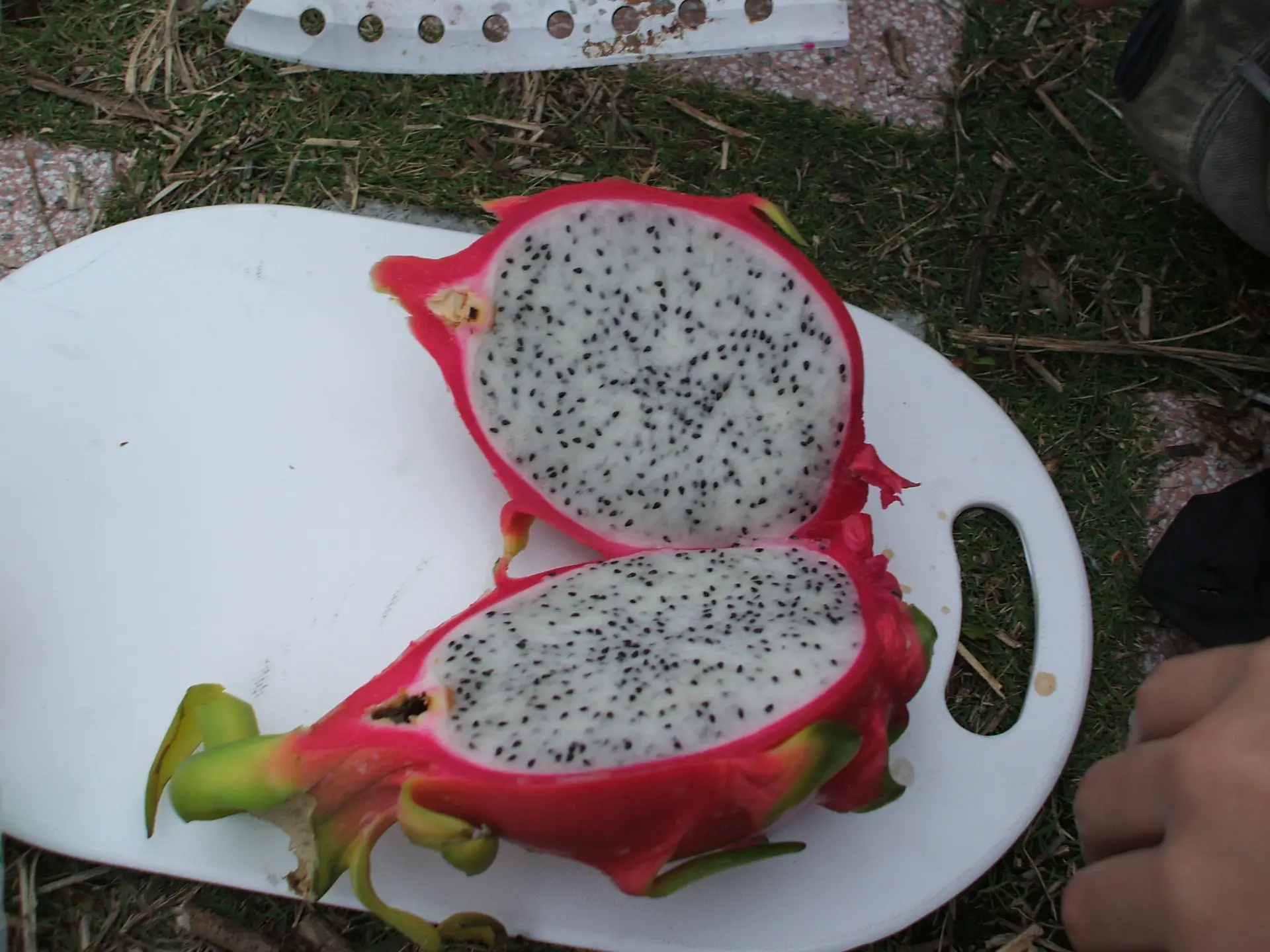 ドラゴンフルーツ