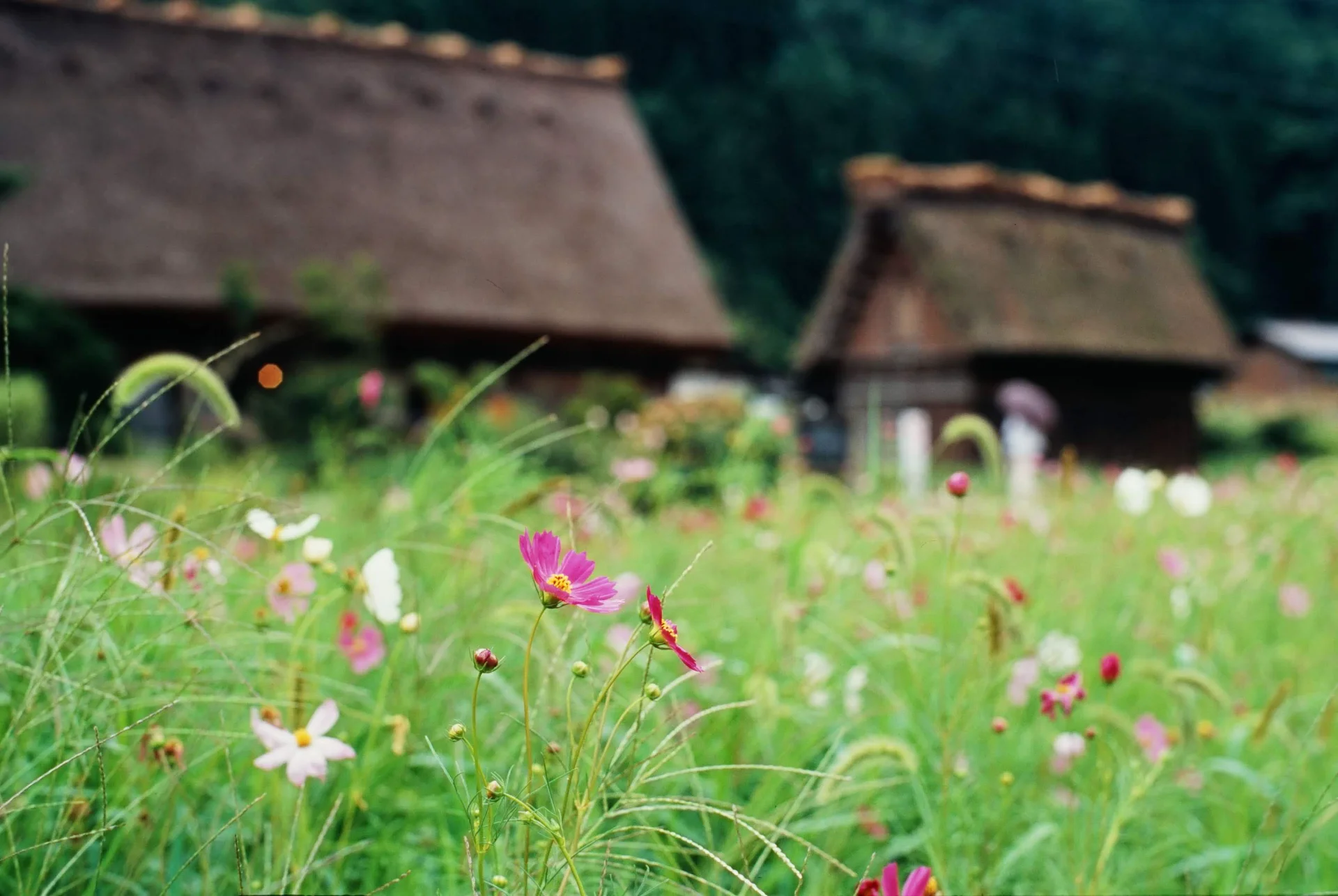 菅沼合掌造り集落