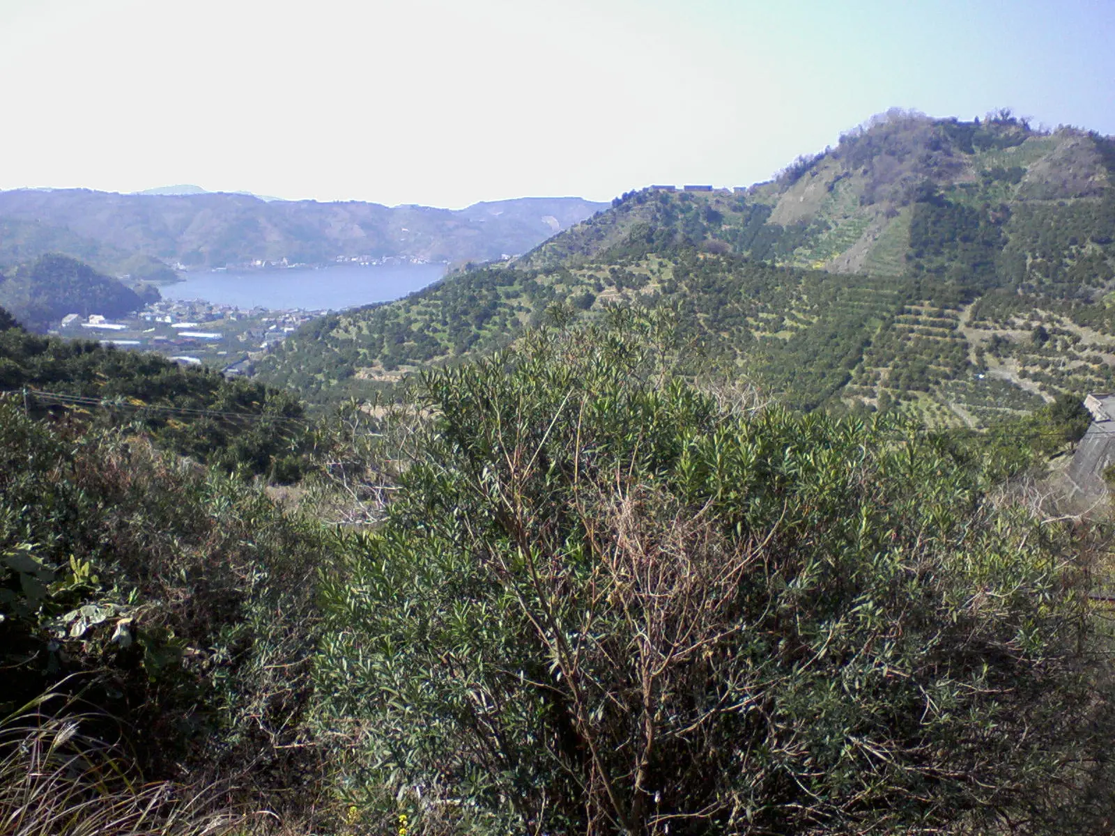 みかんの木の山