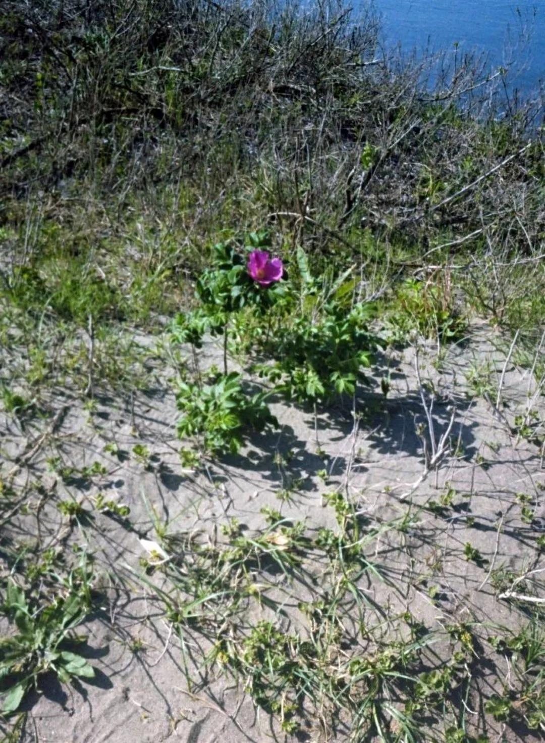 オリンパス ペンEEで撮影した写真