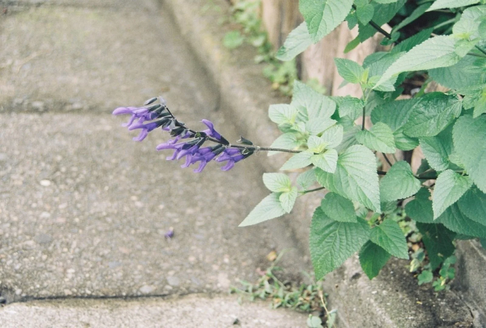 実際に撮影した写真