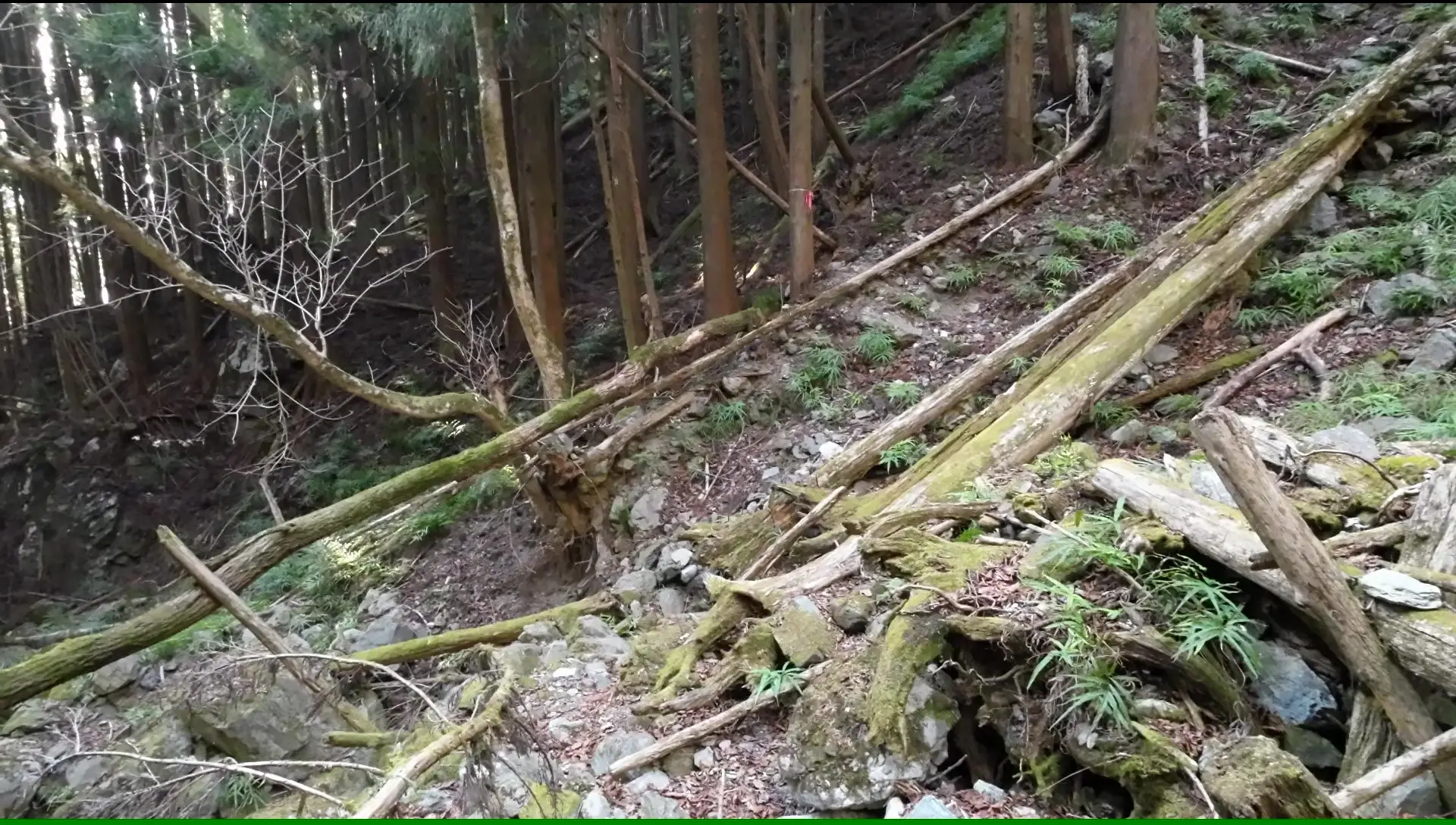 ピンクテープで登山道に戻る