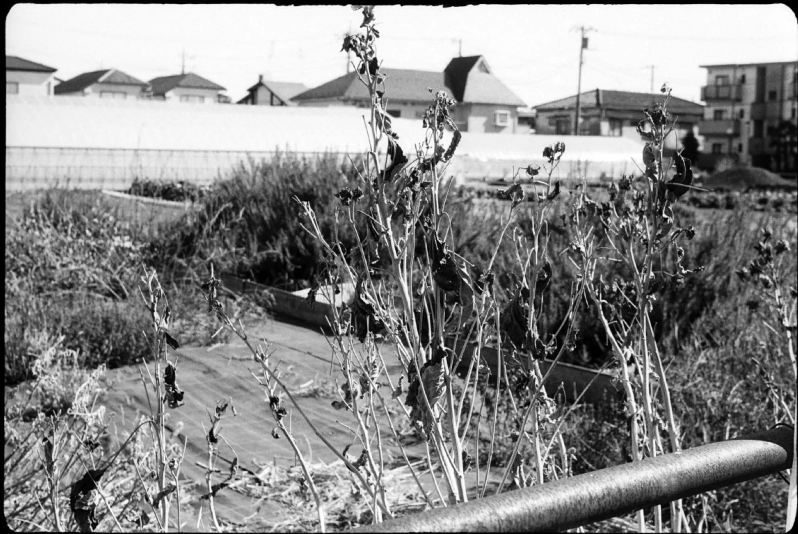 Agfa Silette L作例