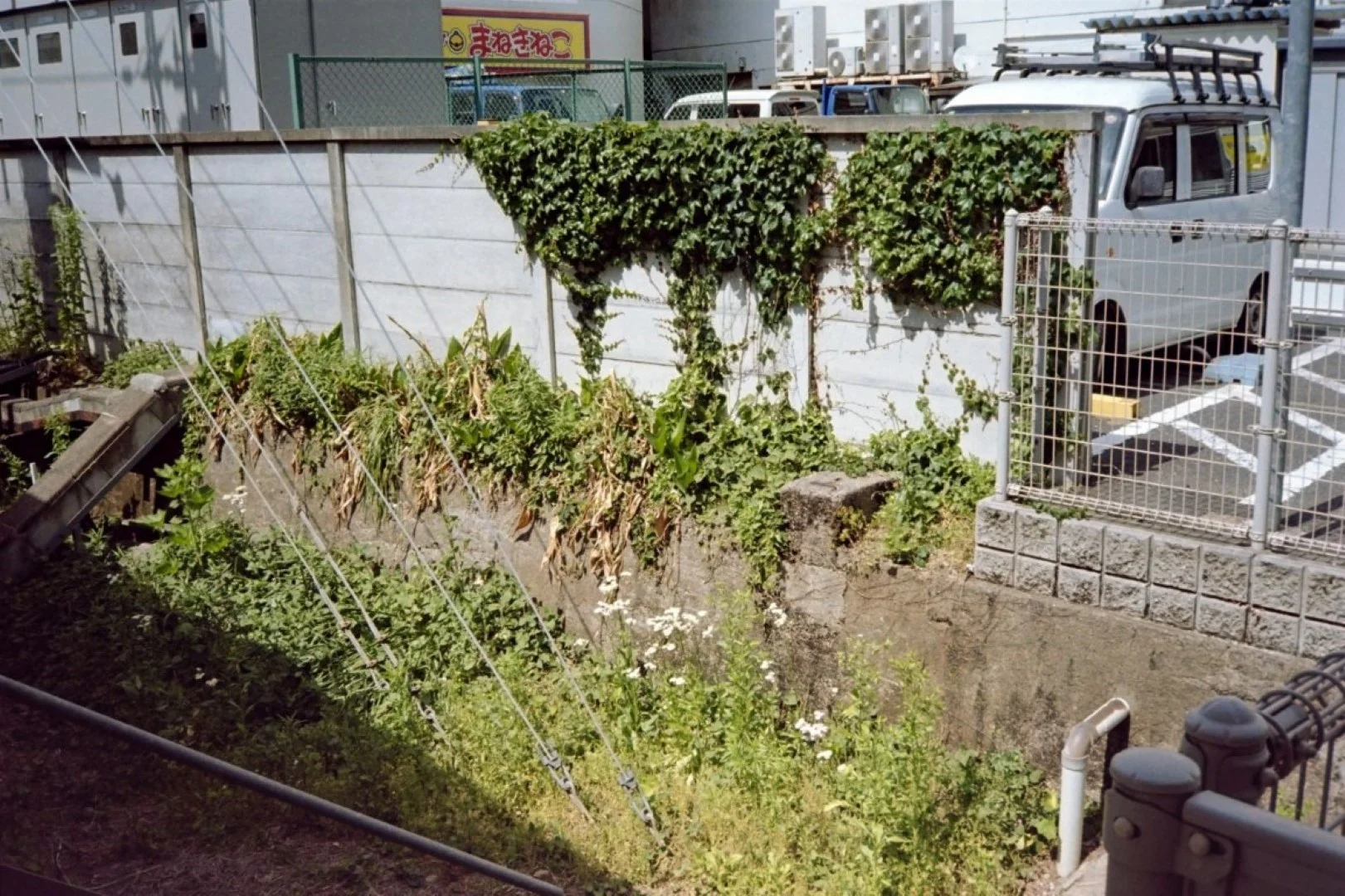 コニカC35EFで撮った写真