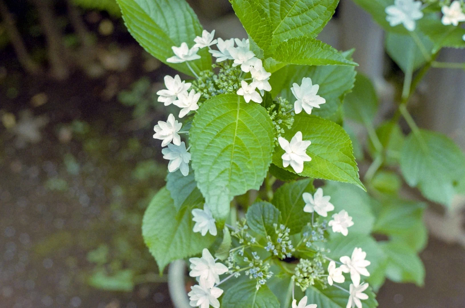 Canon AE-1&FD 50mm F1.8 S.Cの作例