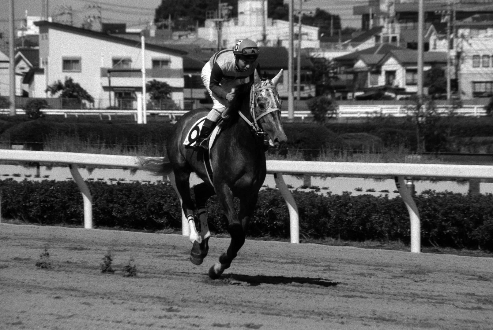 サヨノシルバーズ