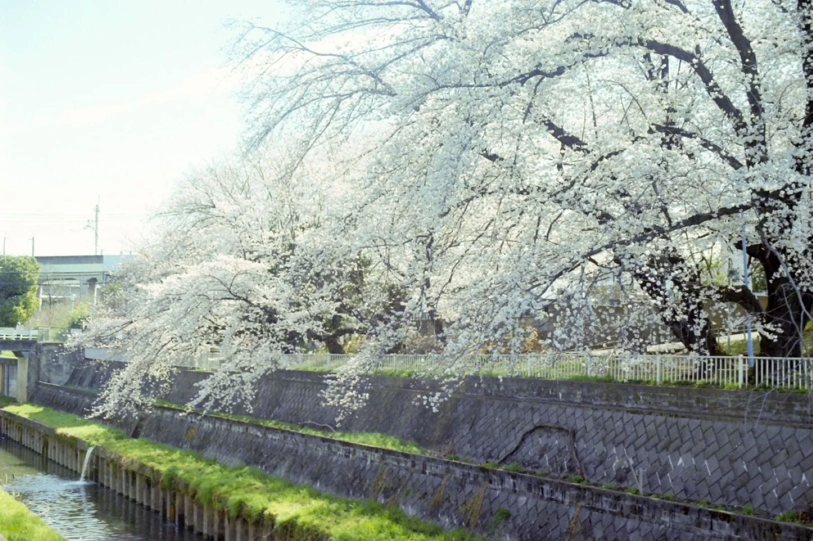 PELLIX QL / FL 50mm F1.4 作例