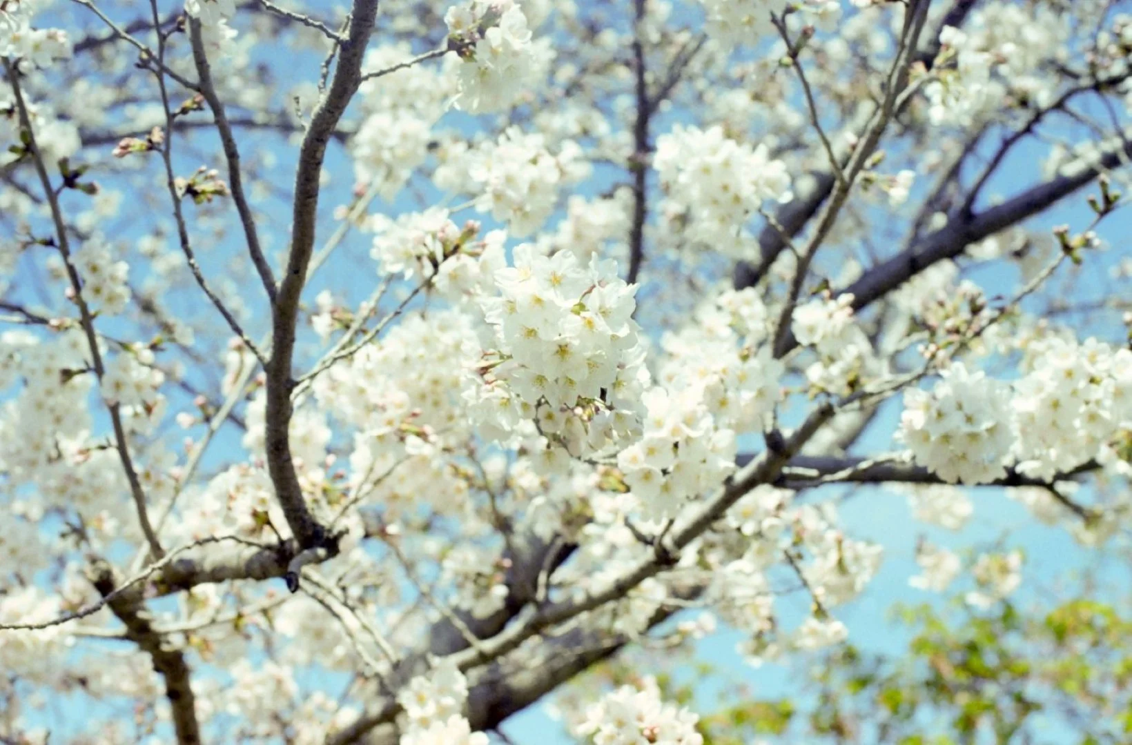 PELLIX QL / FL 50mm F1.4 作例