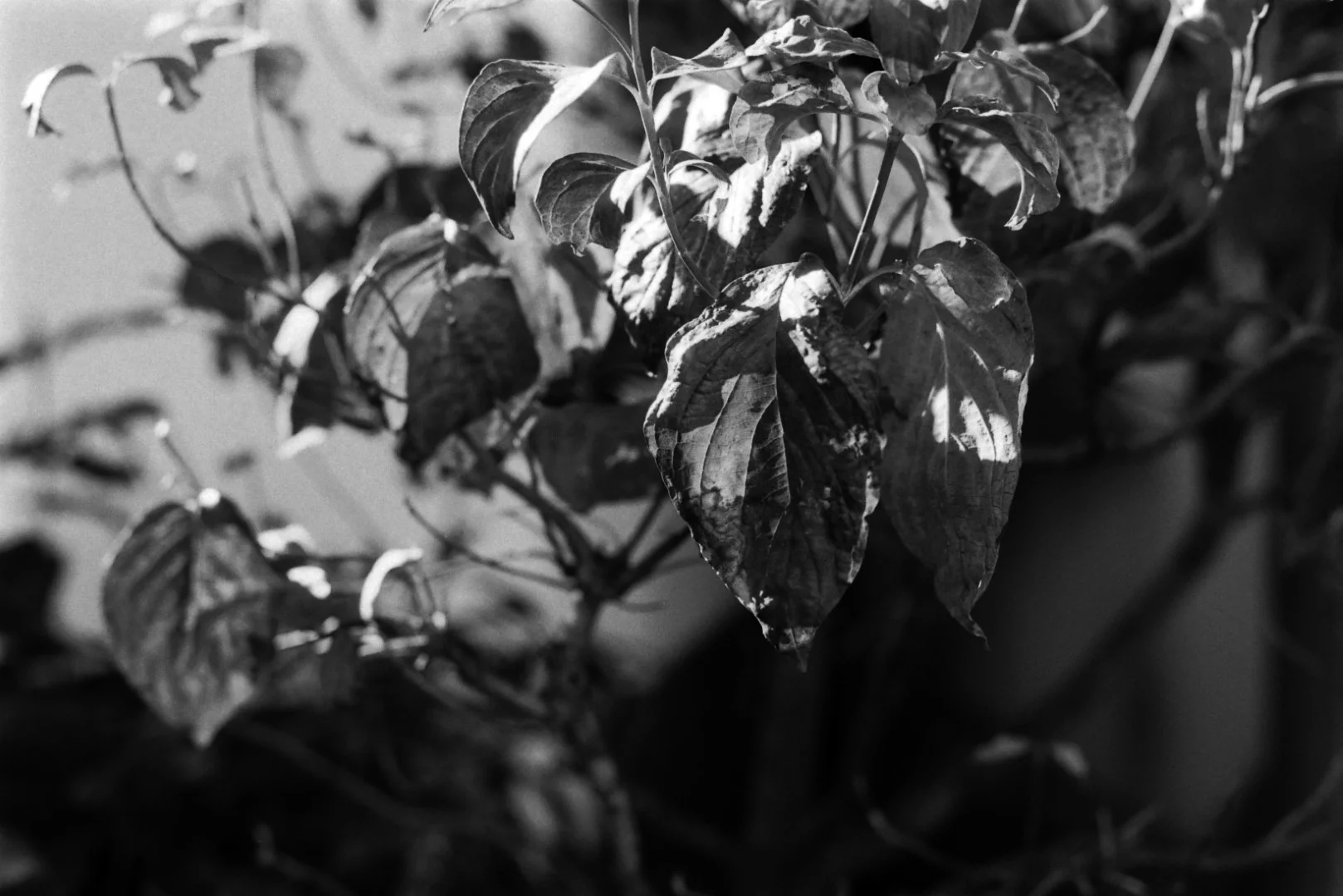 Canon EOS 620とEF 50mm F1.8 IIの作例