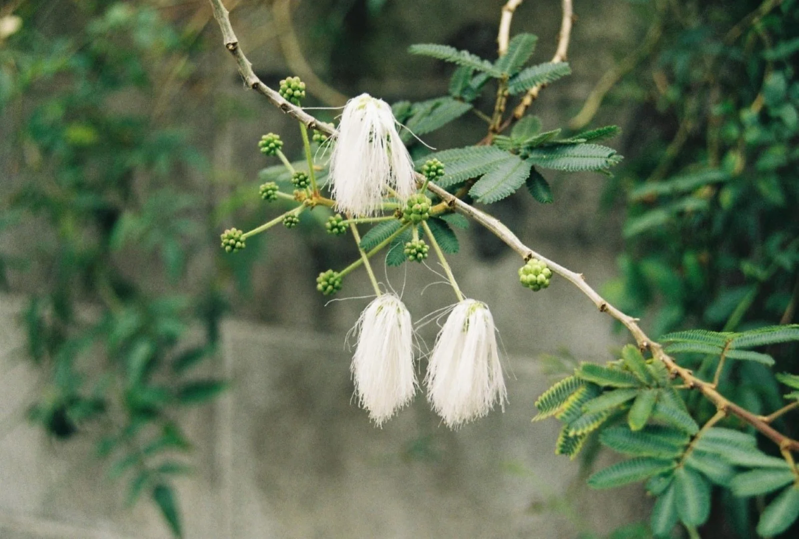 EOS Kiss IIIで撮った写真