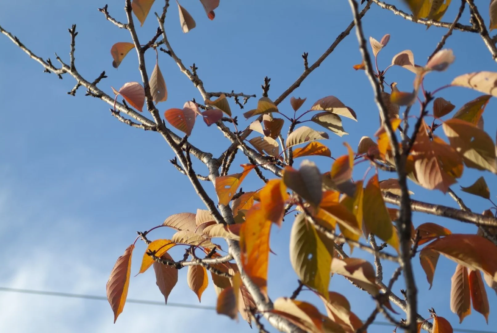 Fine Pix S2 Proの作例 RAW・617万画素で撮影