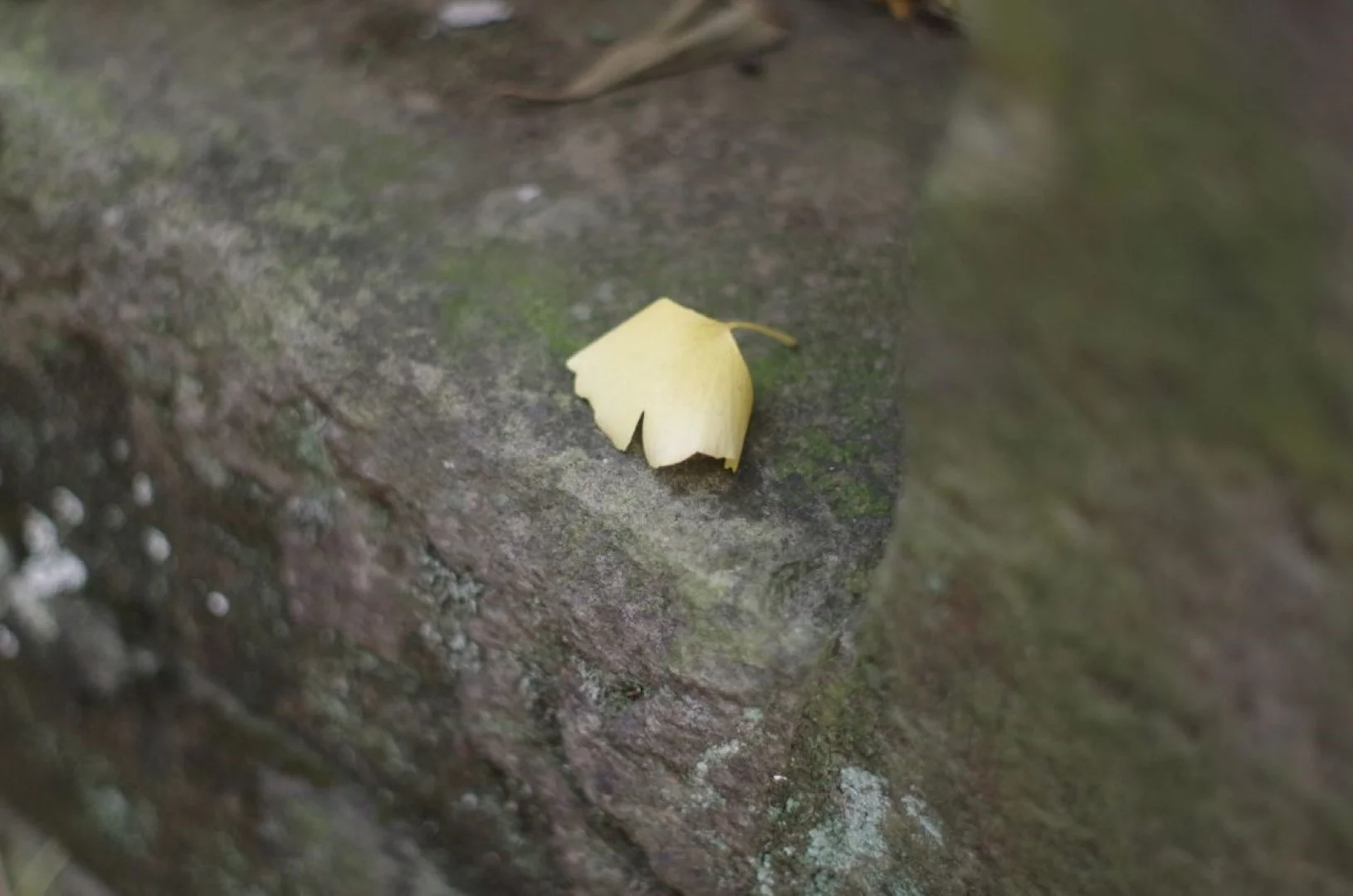 デジタル（APS-C）作例（K30）