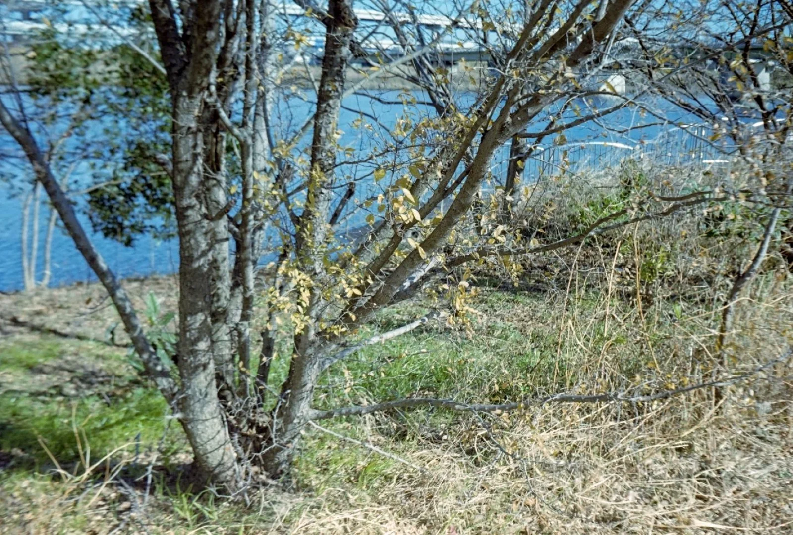 KOBICA 35 BC-1で撮影した写真