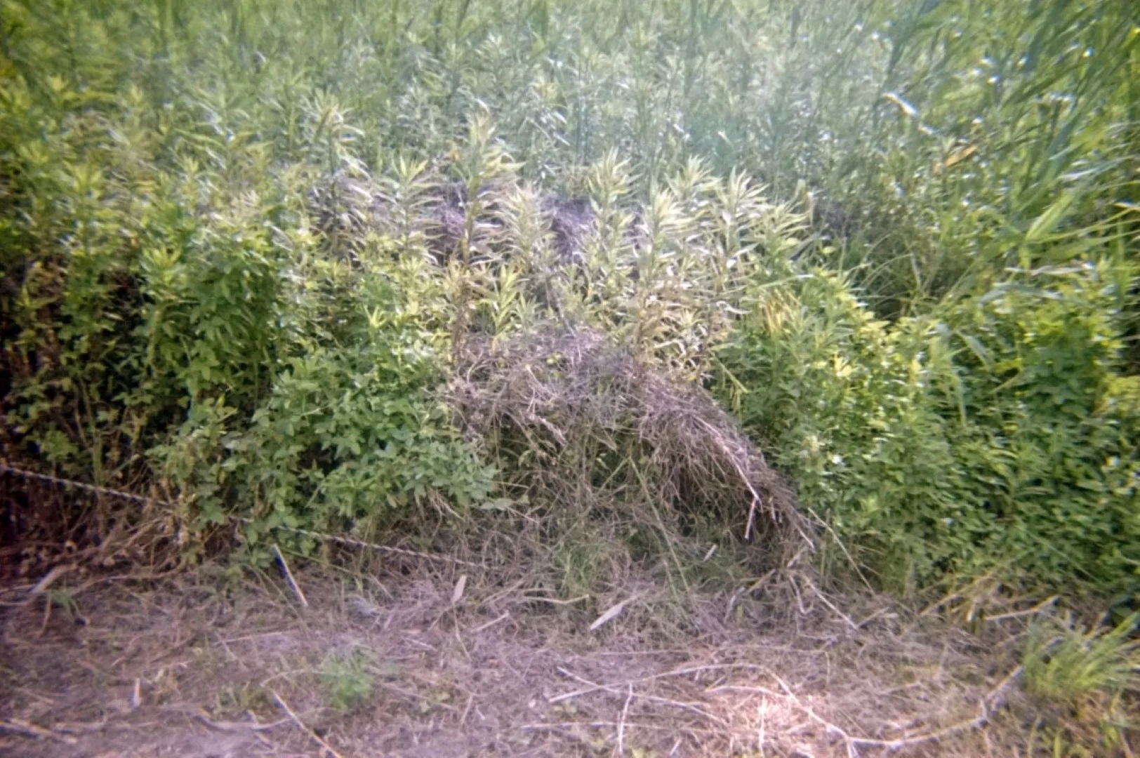 Kodak M35で撮った写真