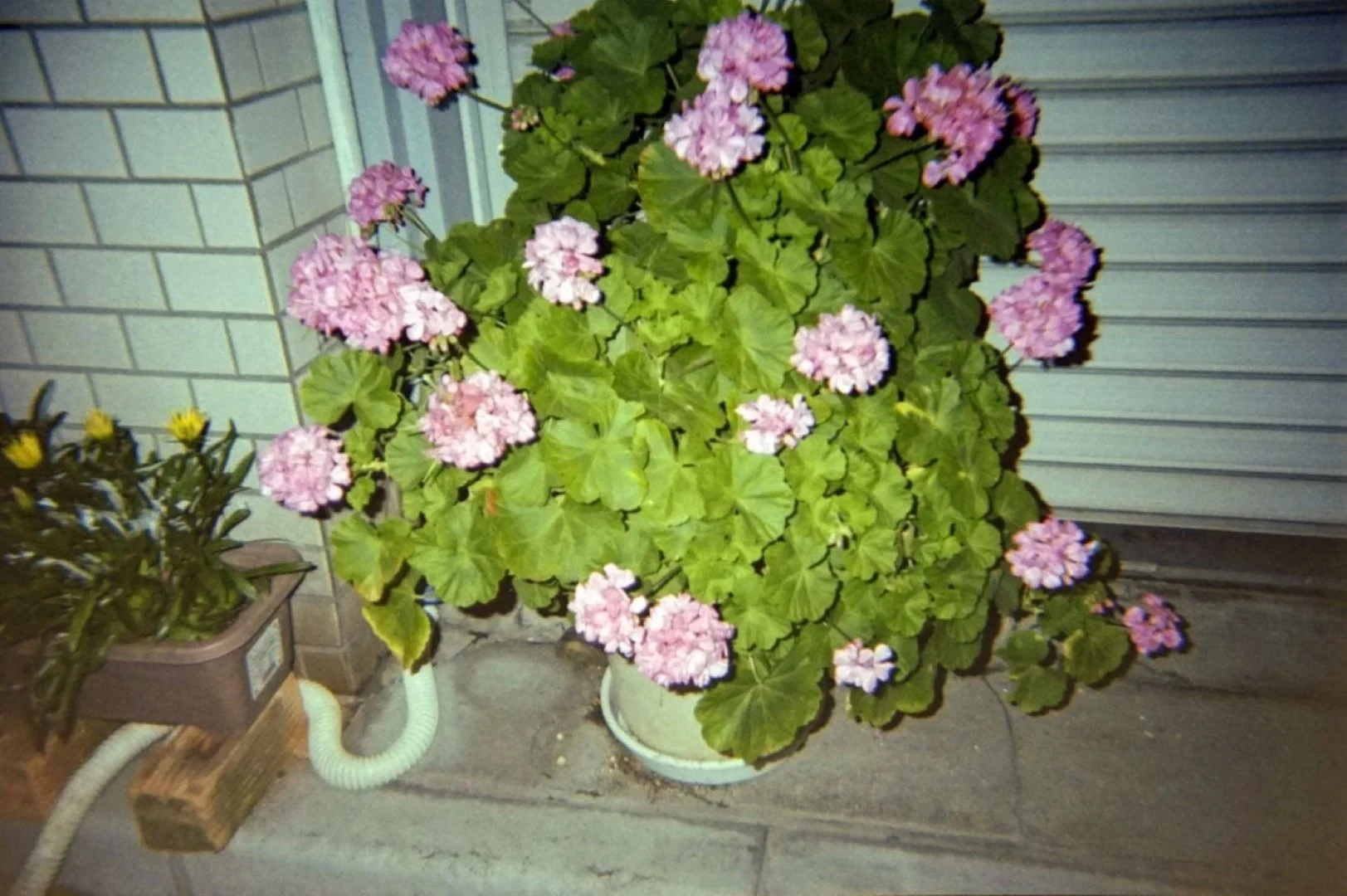 Kodak M35で撮った写真