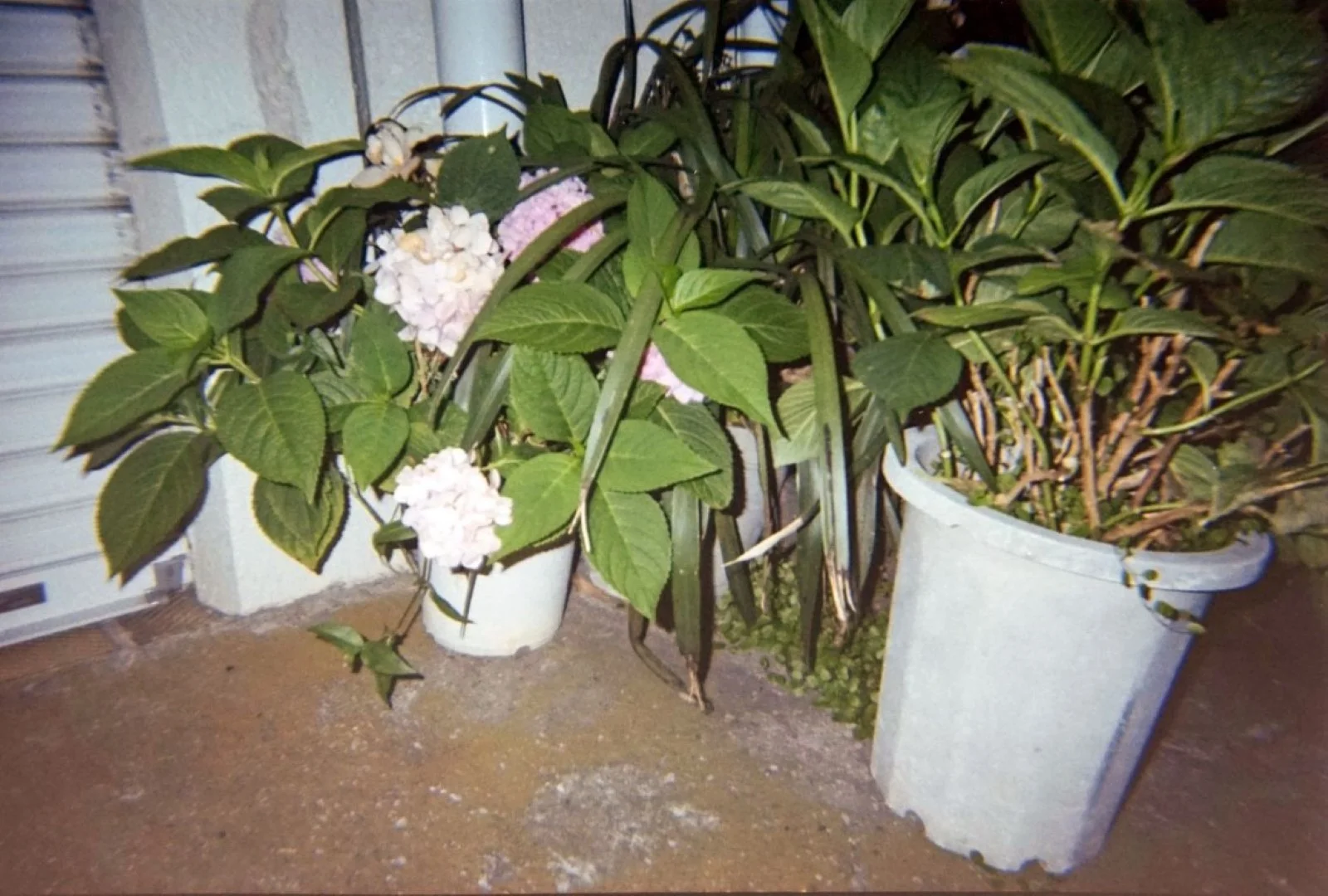 Kodak M35で撮った写真