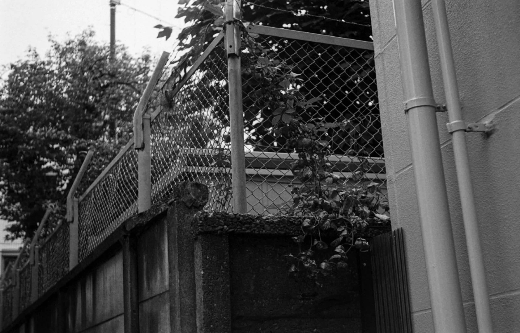 Konica 1型で撮影した写真