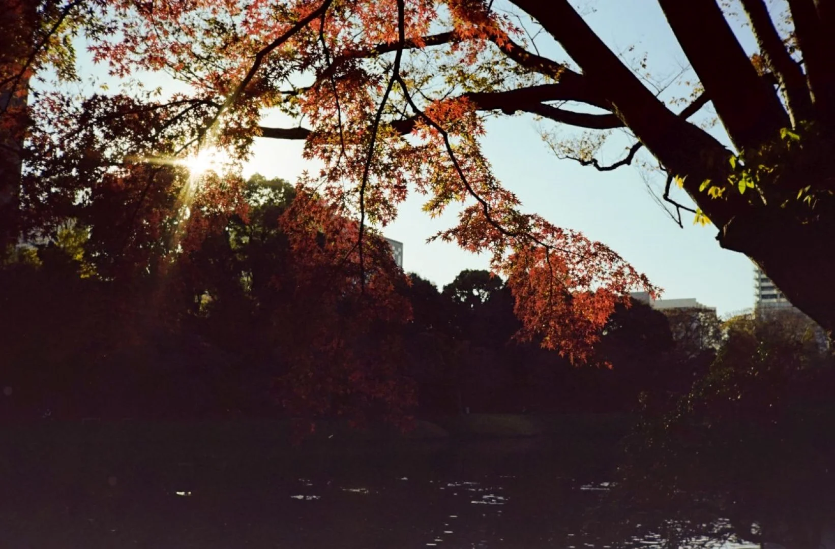 逆光で黒く写る