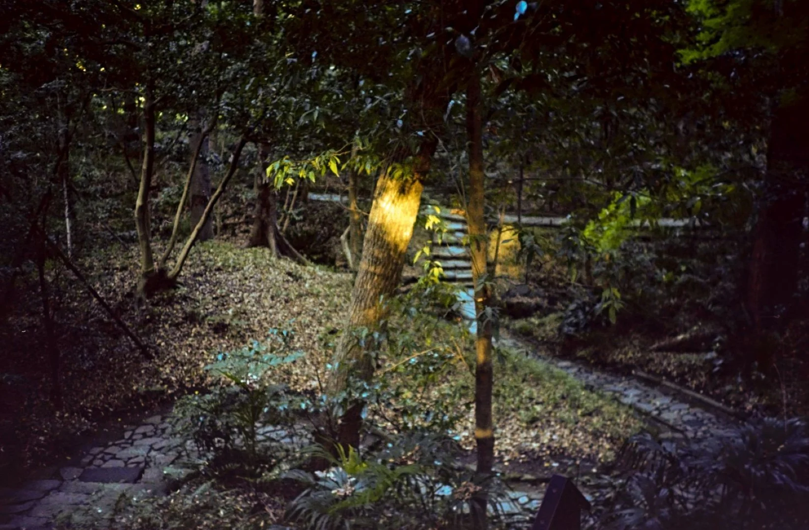 KONICA C35 撮影した写真