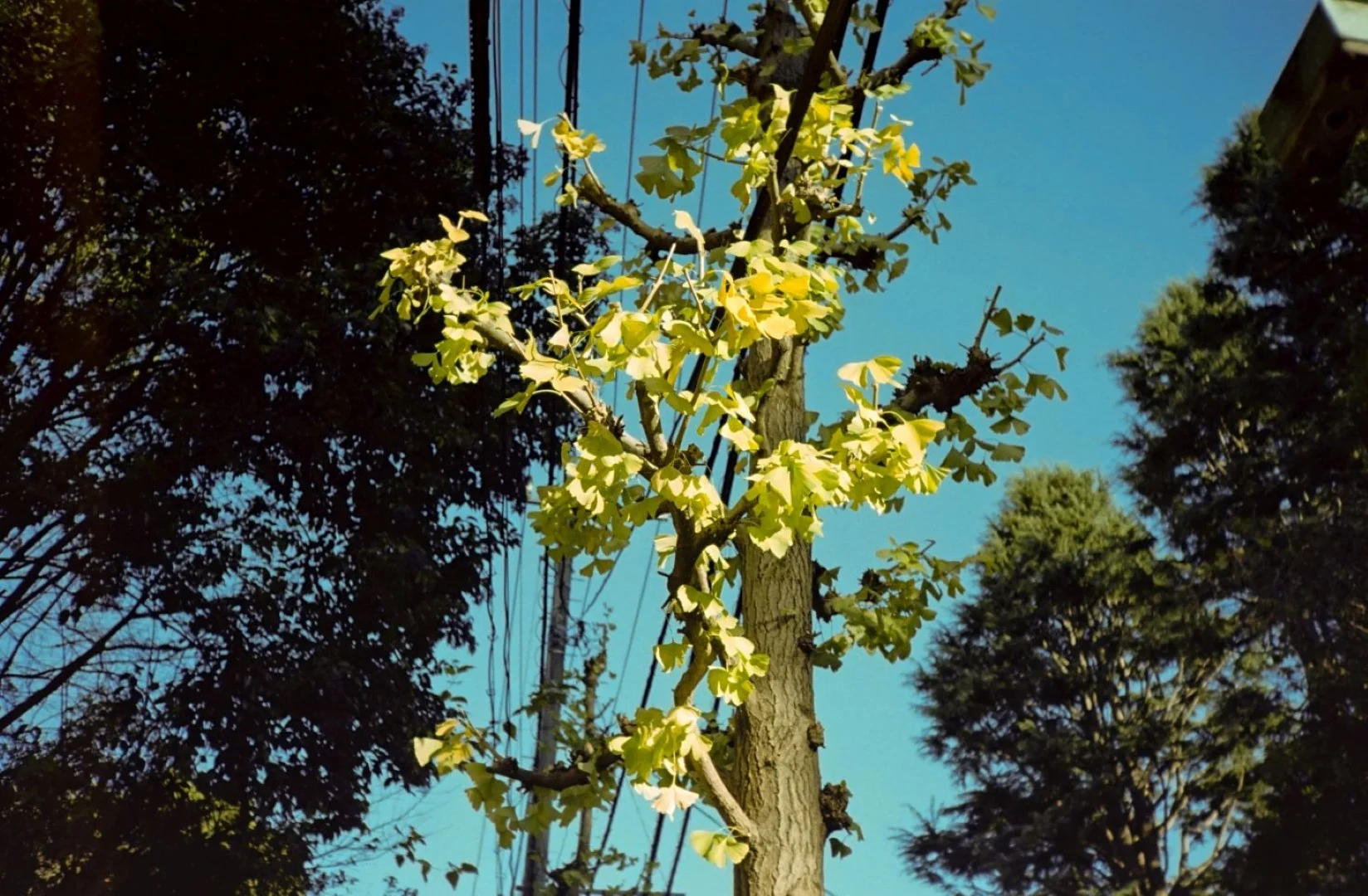 KONICA C35 撮影した写真