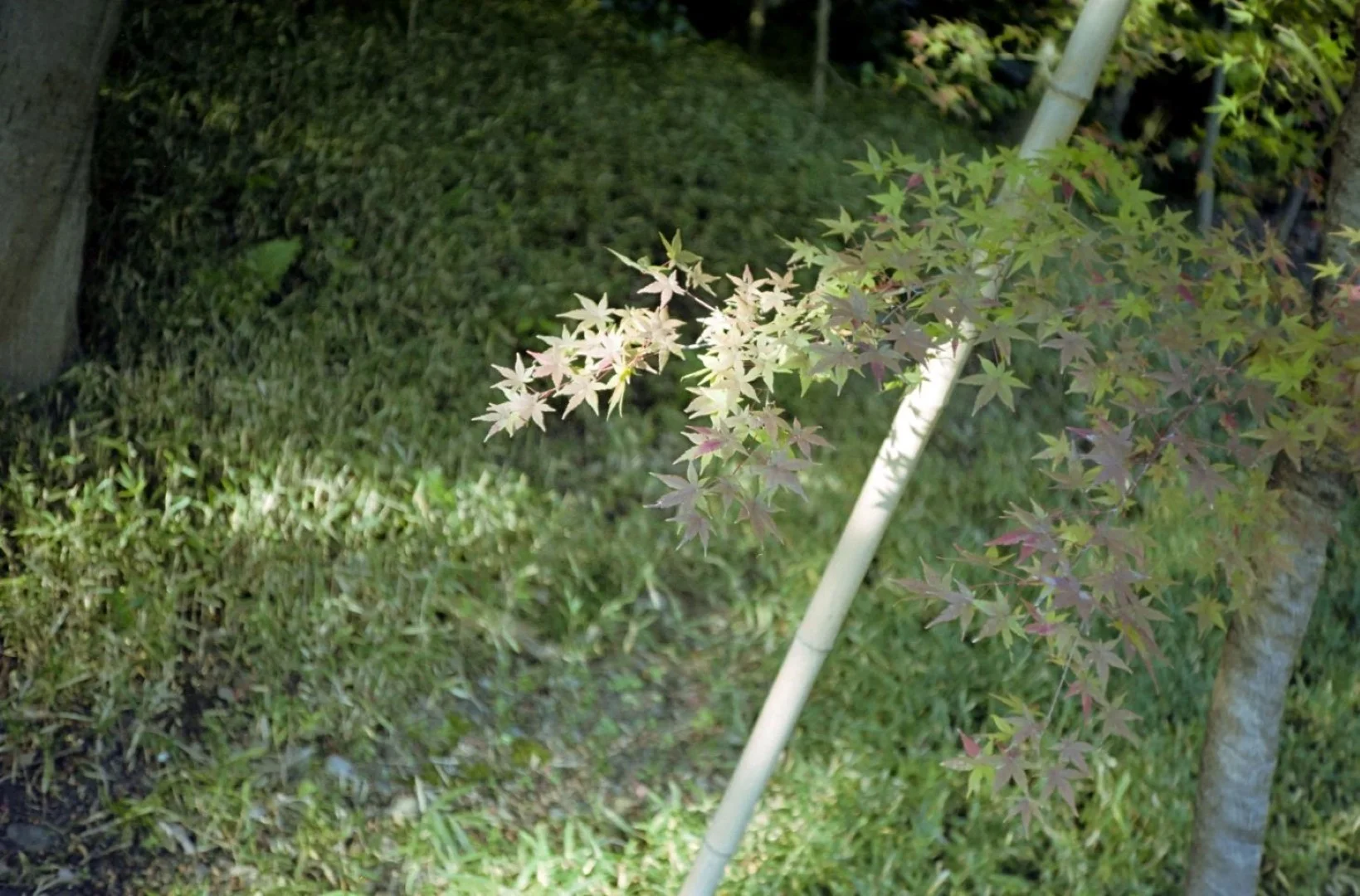 KONICA C35 撮影した写真