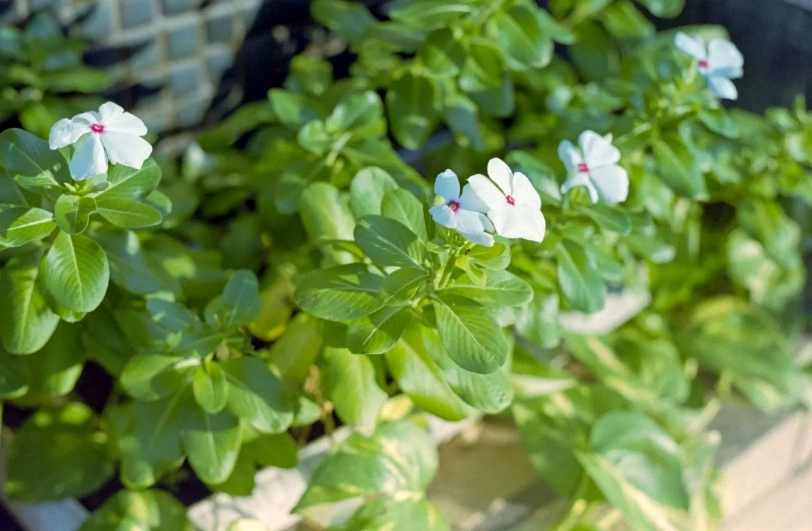 Konica FS-1 撮影した写真