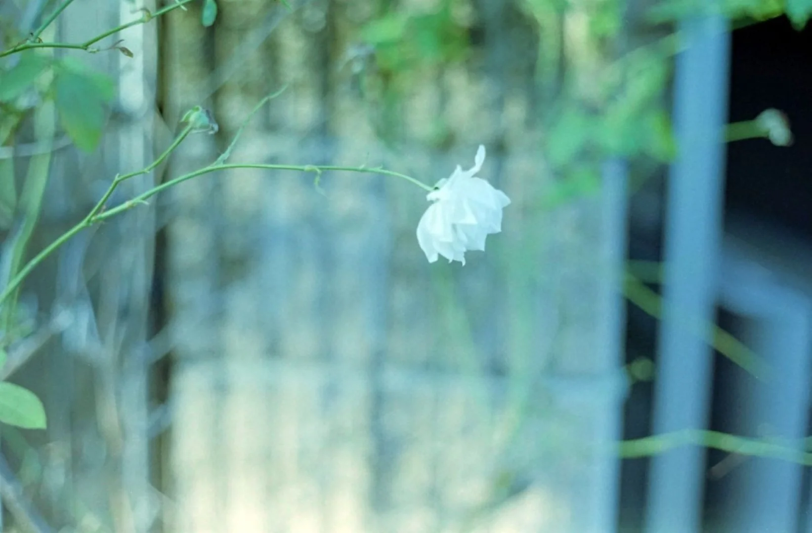 Konica FS-1 撮影した写真