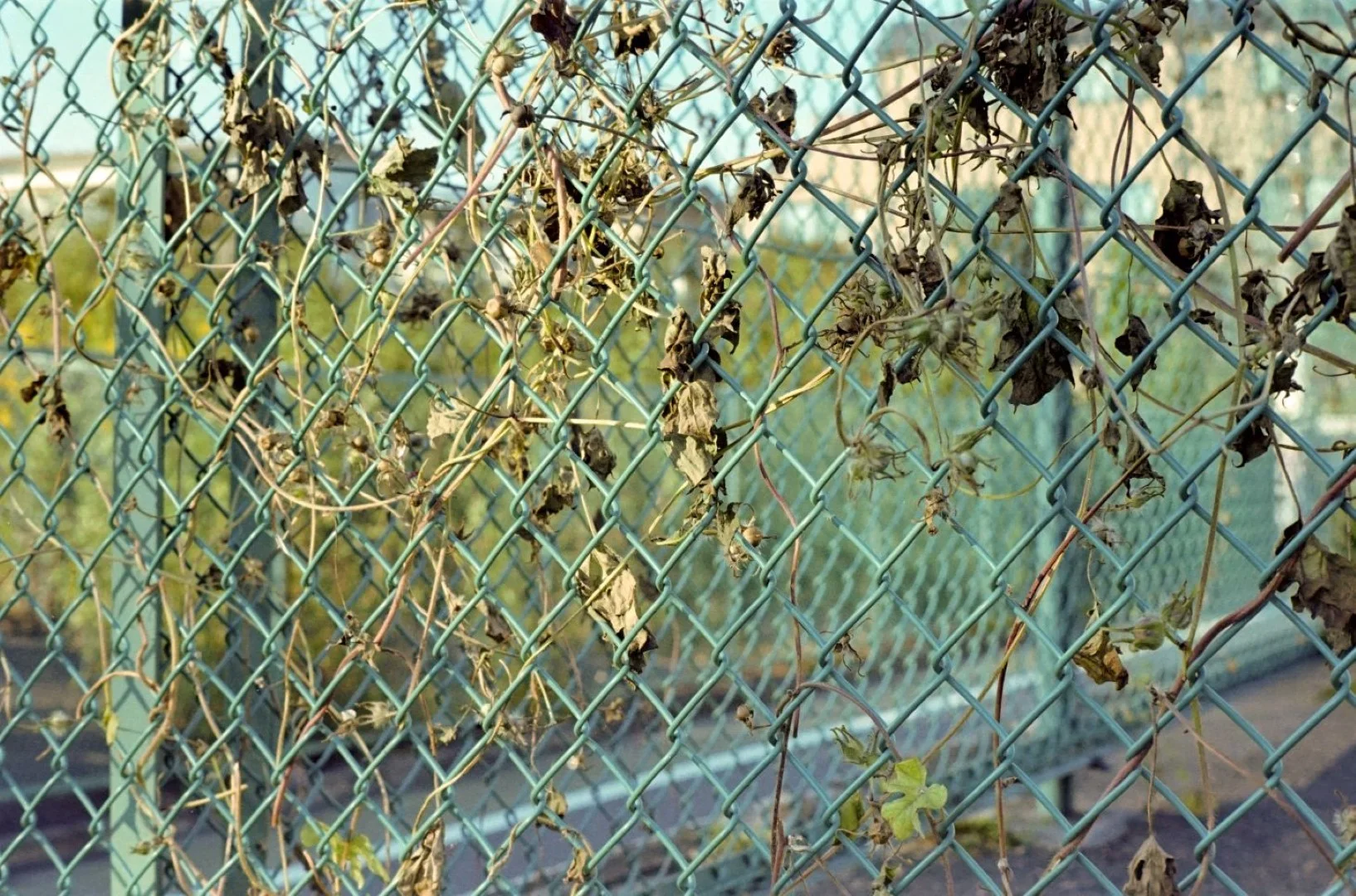 コニカSIIで撮った写真