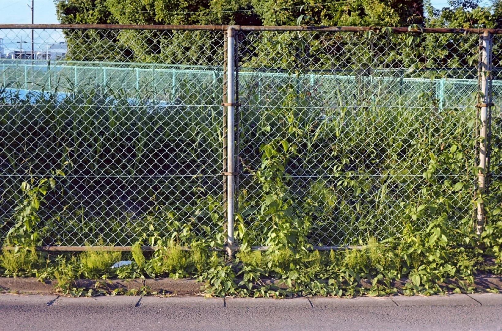 コニカSIIで撮った写真