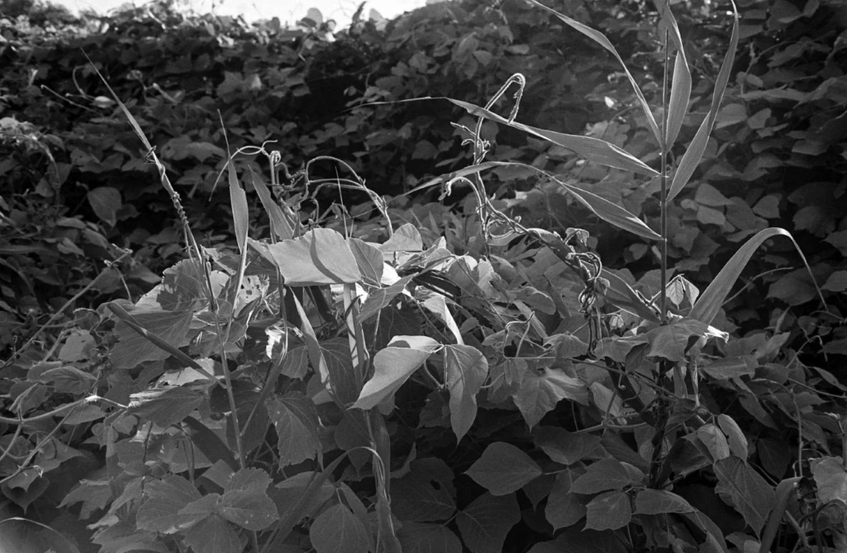 Mamiya 35 Auto Deluxe 2で撮った写真