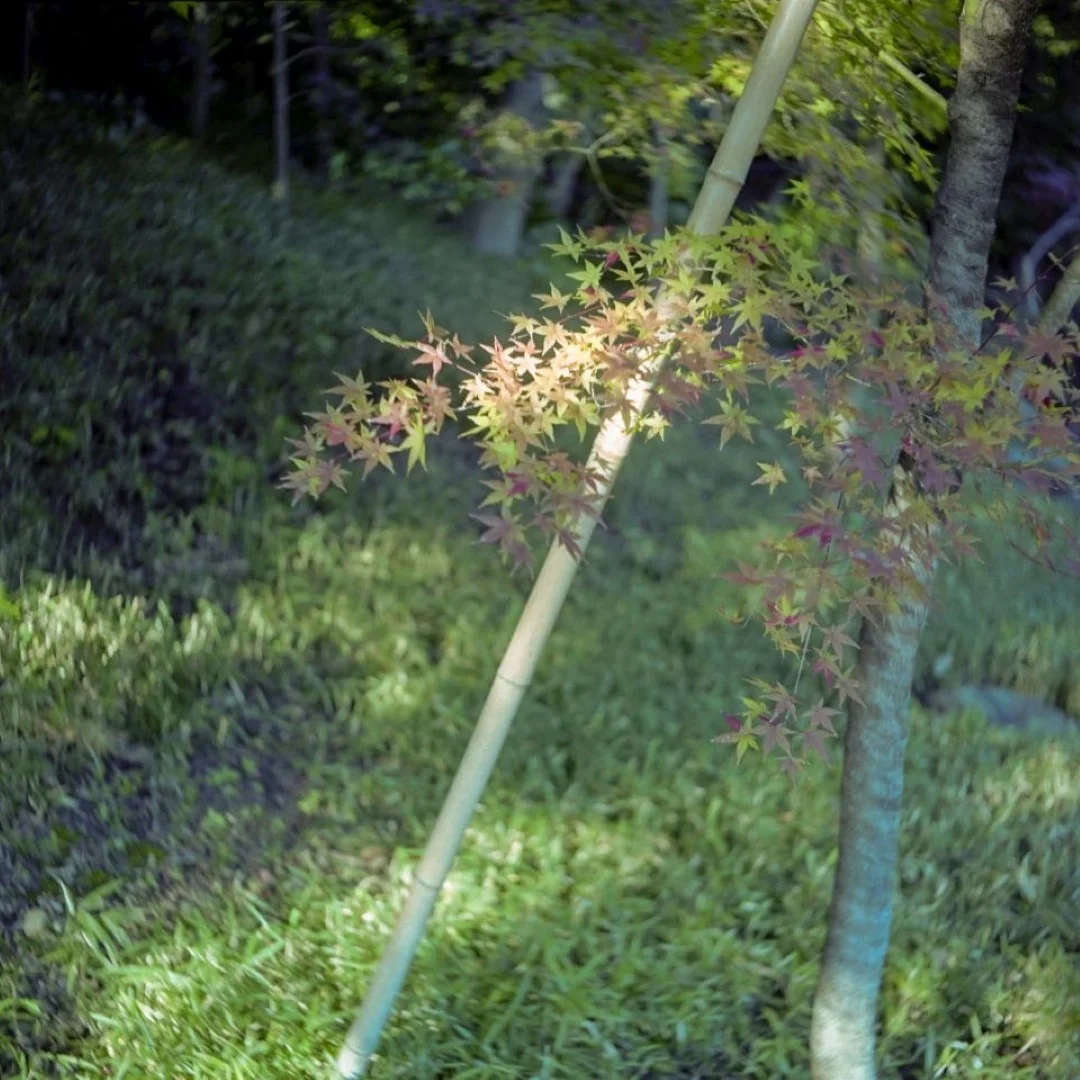 マミヤシックスK型で撮った写真