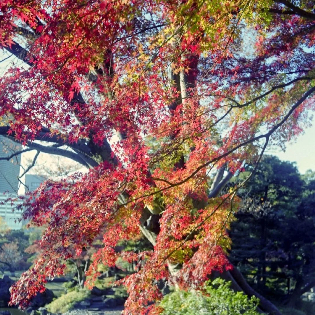マミヤシックスK型で撮った写真