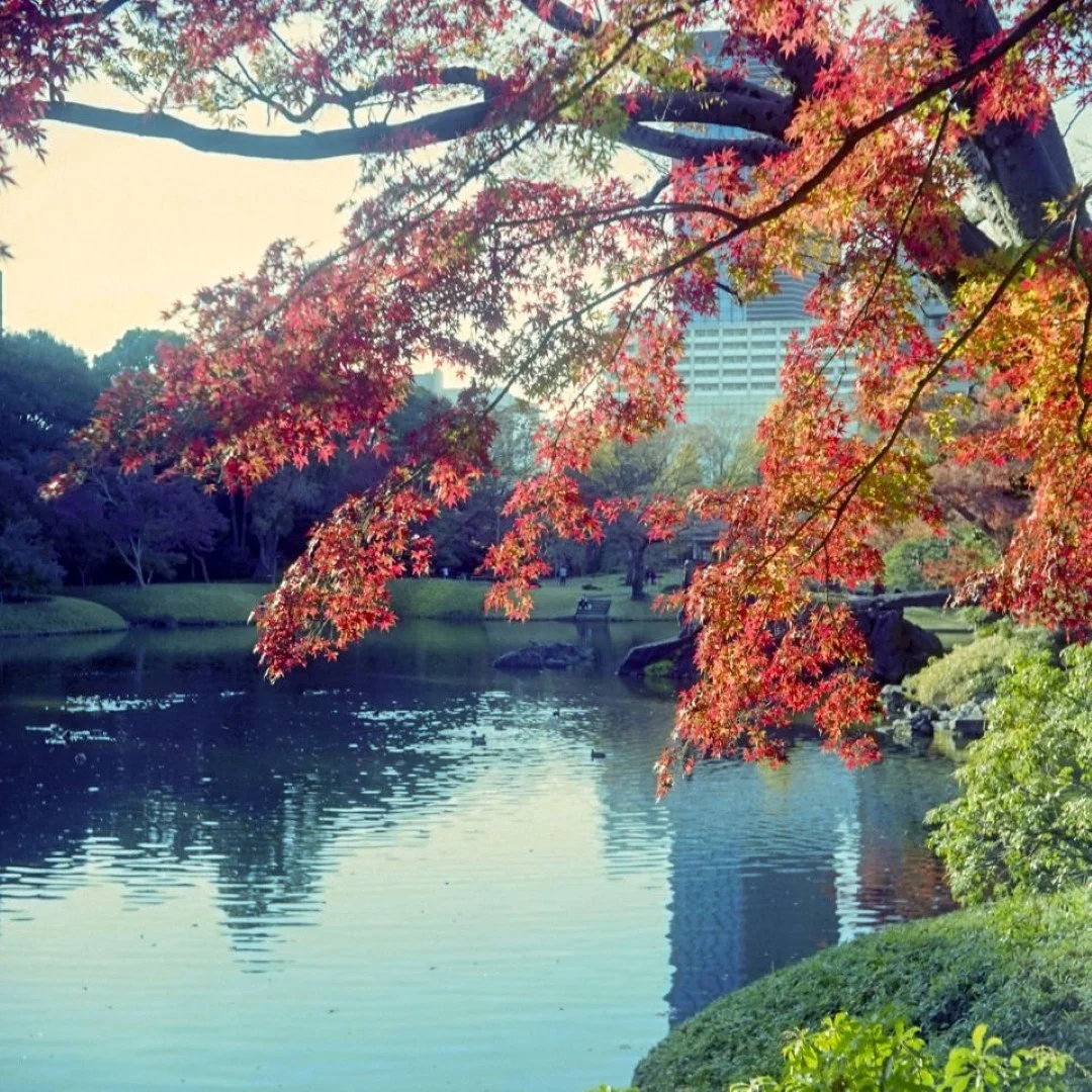 マミヤシックスK型で撮った写真
