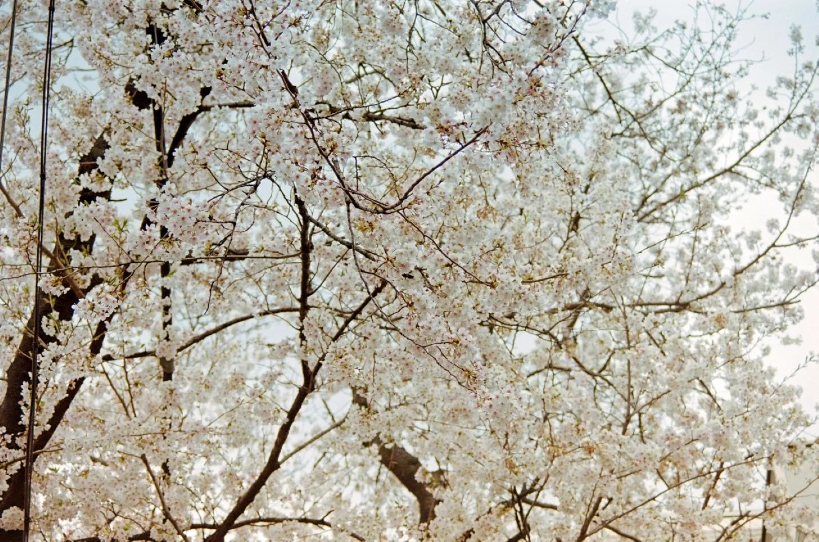 ミノルタα-7000の作例