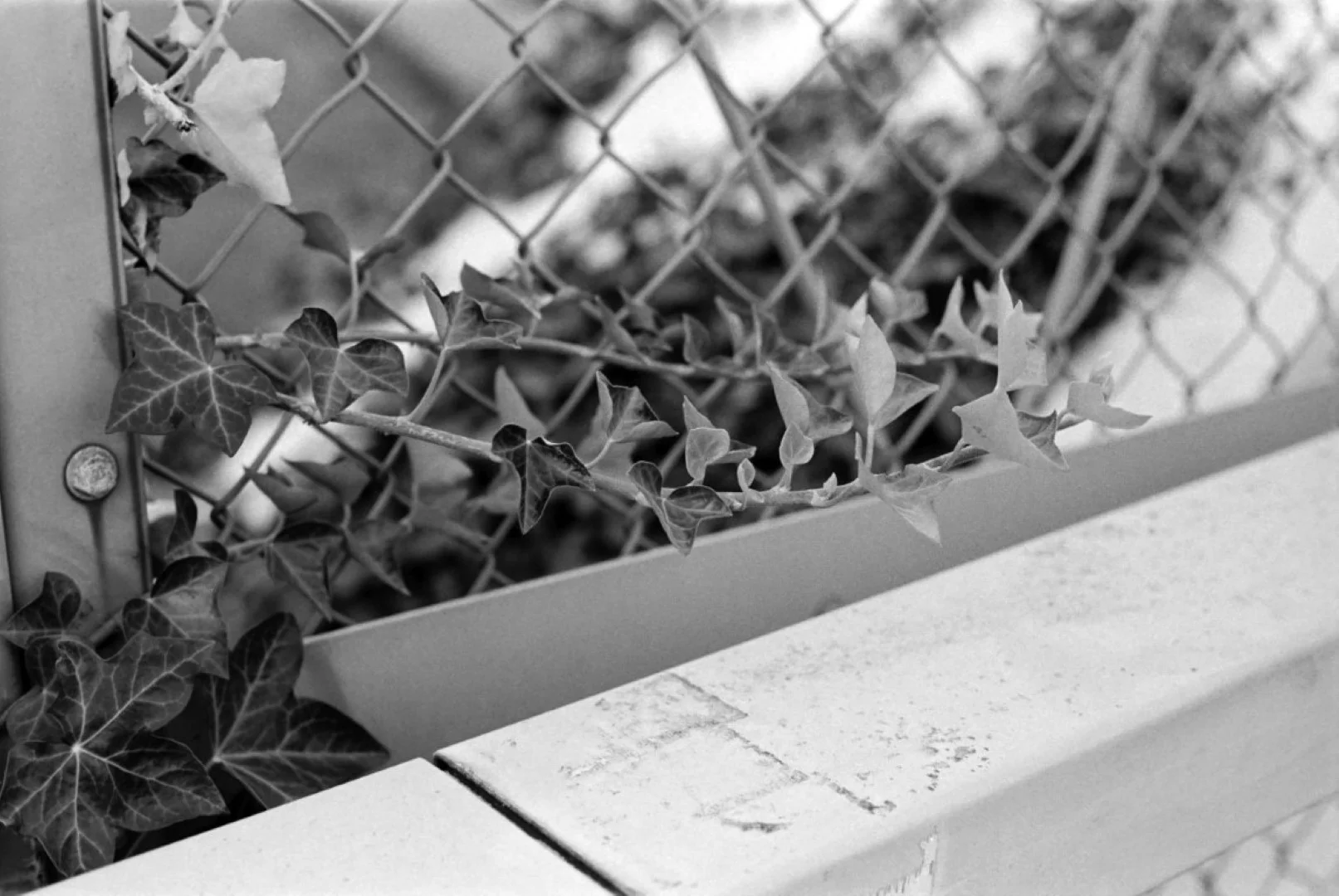 Nikomat FTN + Nikkor-H Auto 50mm F2で撮影した写真