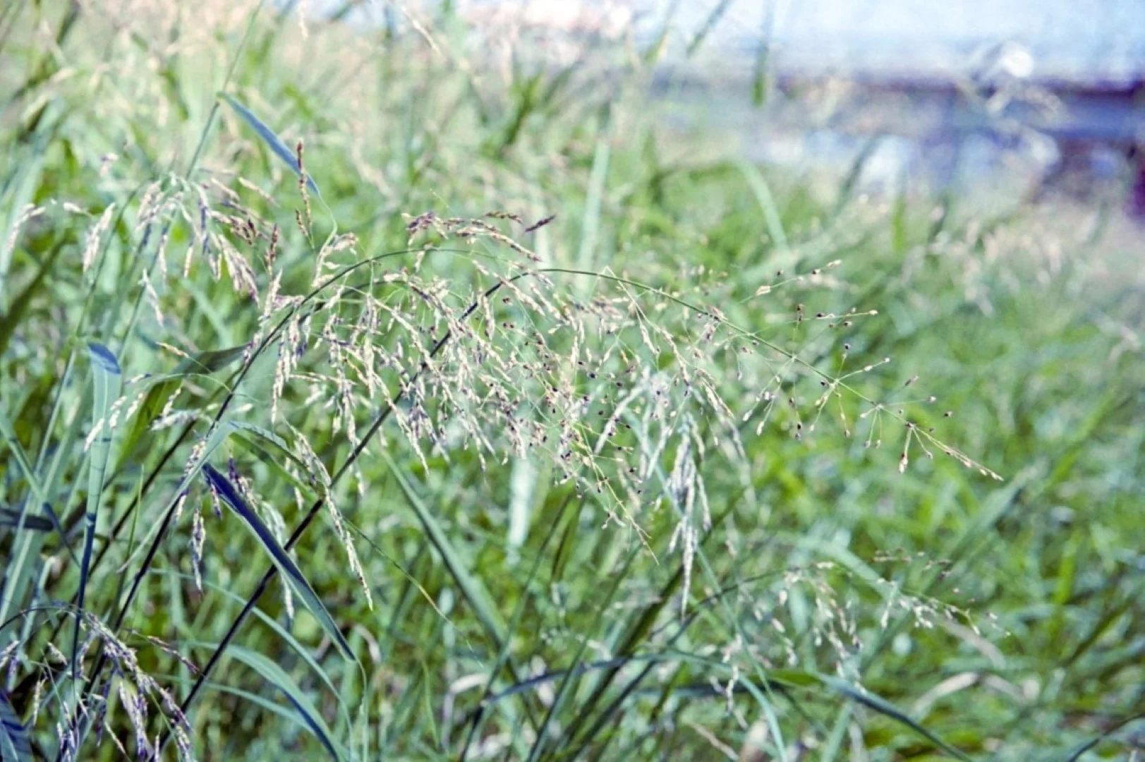 OLYMPUS L-1で撮った写真