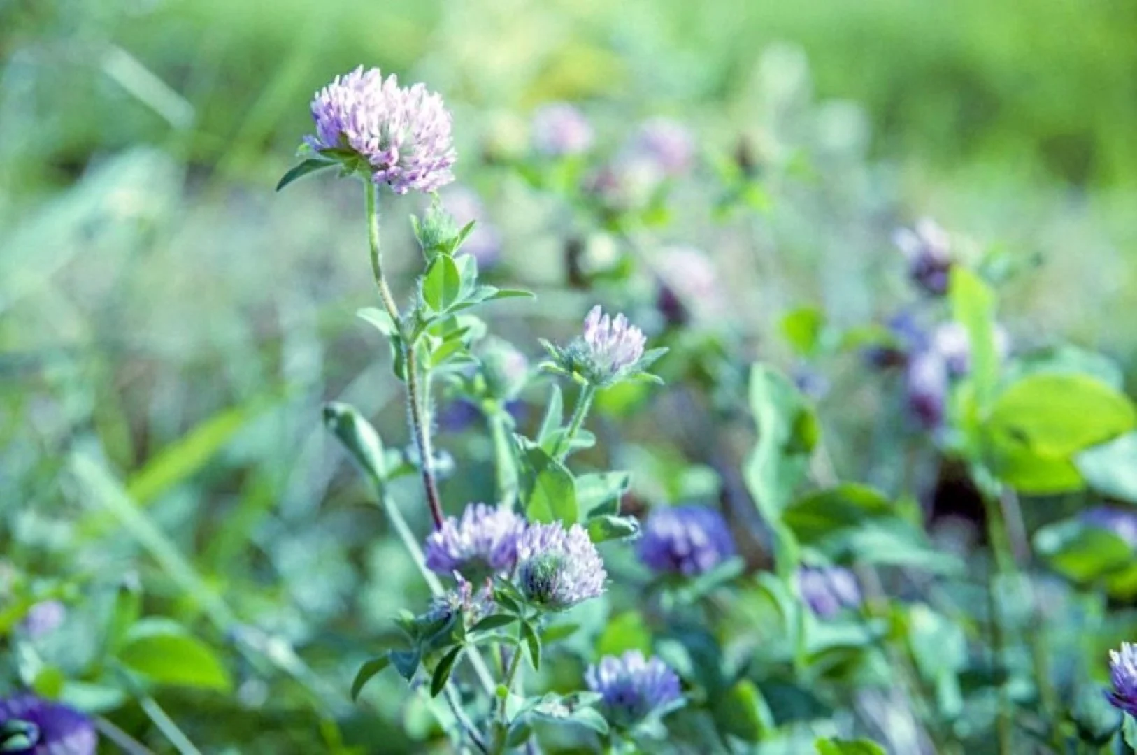 望遠側マクロ時