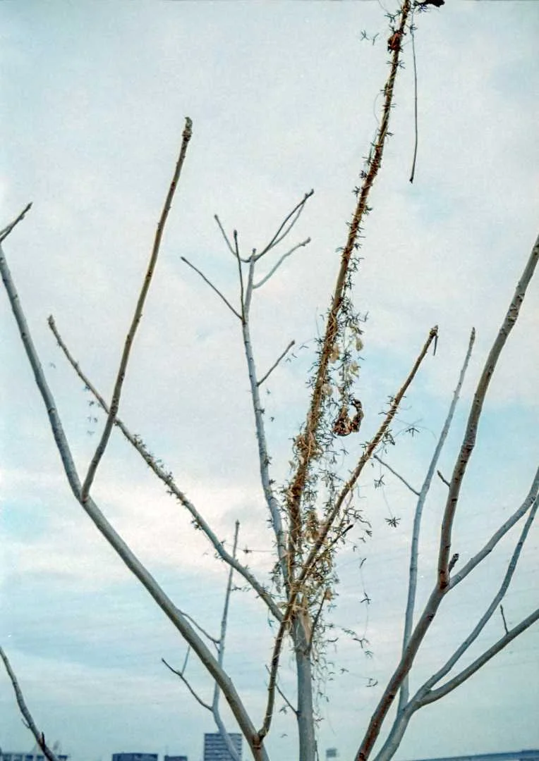 オリンパスペンS作例