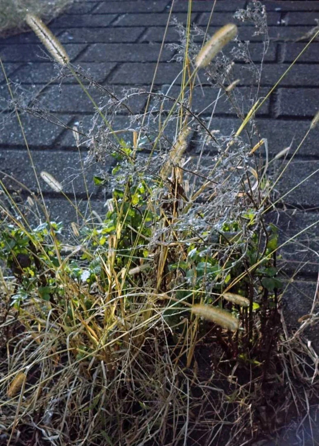 近距離で撮った例