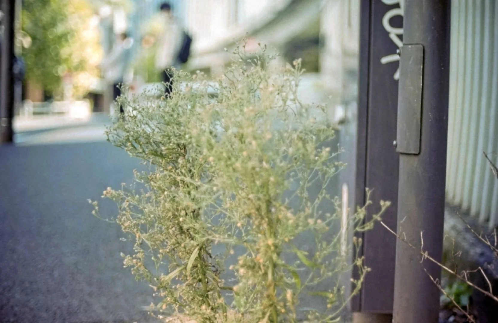 ペトリ プロ7作例