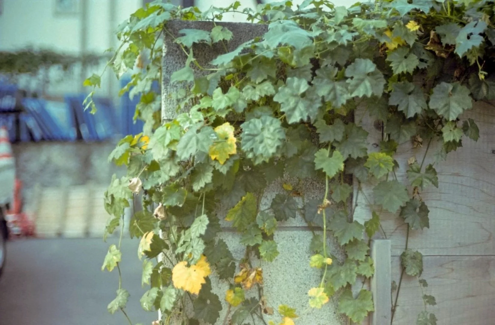 ペトリ プロ7作例