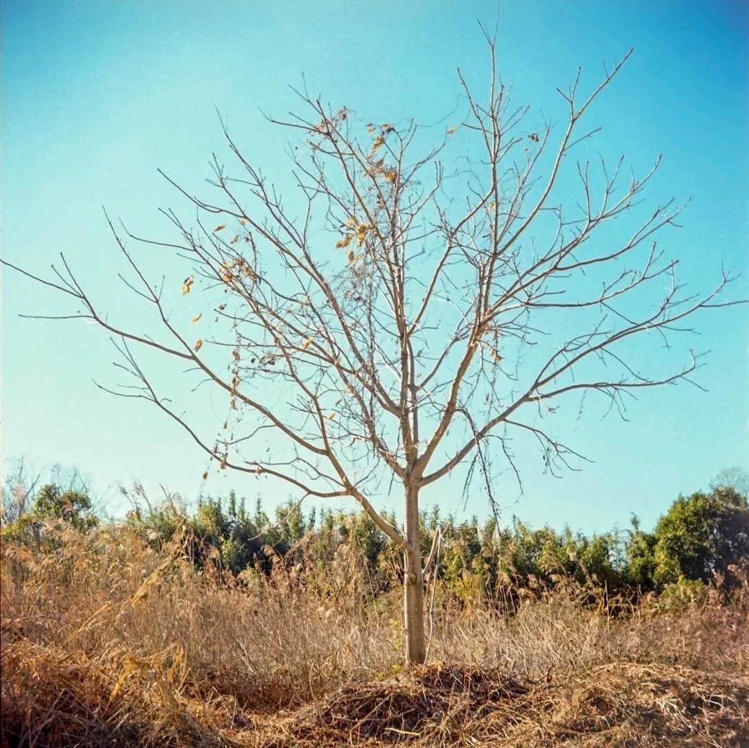 プリモフレックス4Aの作例