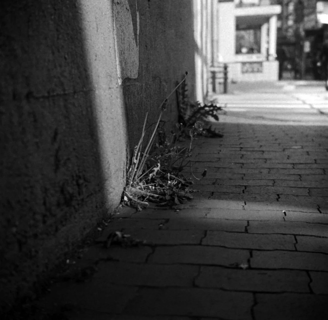 リコーフレックスVI型作例