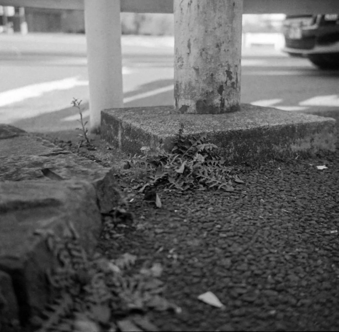 リコーフレックスVI型作例