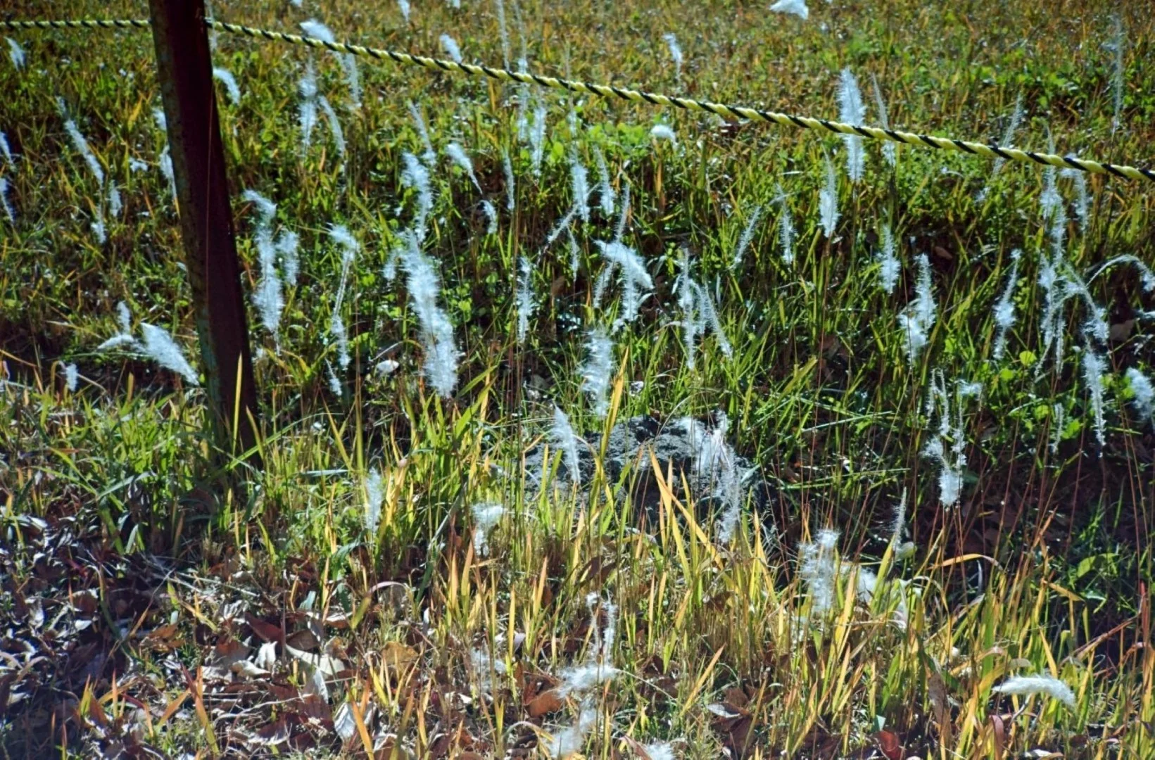 Rollei Flash 35 AFで撮った写真