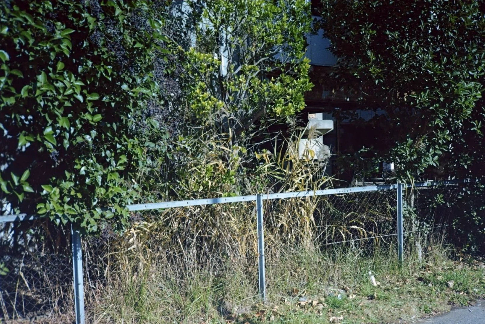 Rollei Flash 35 AFで撮った写真