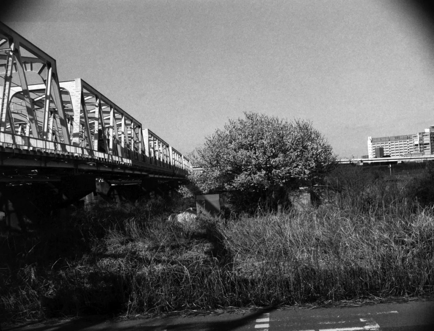 セミライラ改 作例