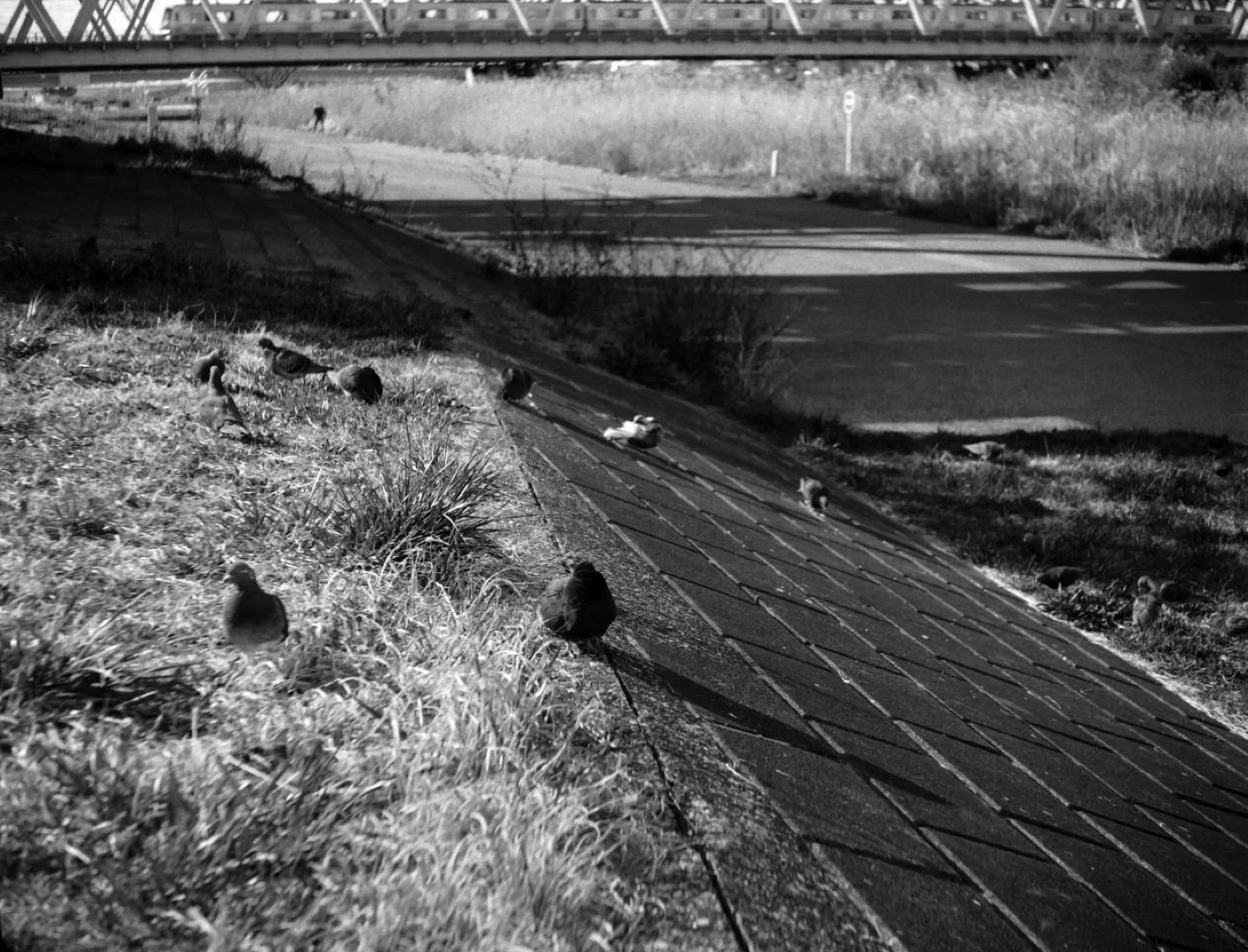 セミライラ改 作例